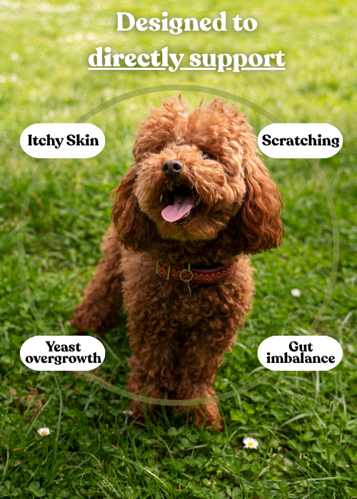 FV-12 | Multivitamin for Dogs with Yeast & Itchy Skin